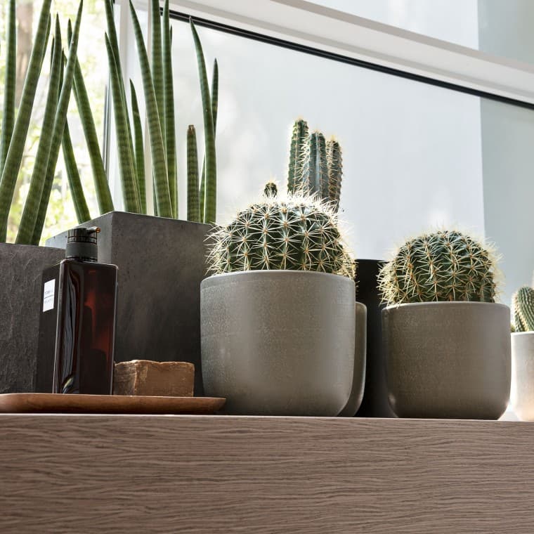 Rôzne rastliny na parapete Rôzne rastliny na parapete